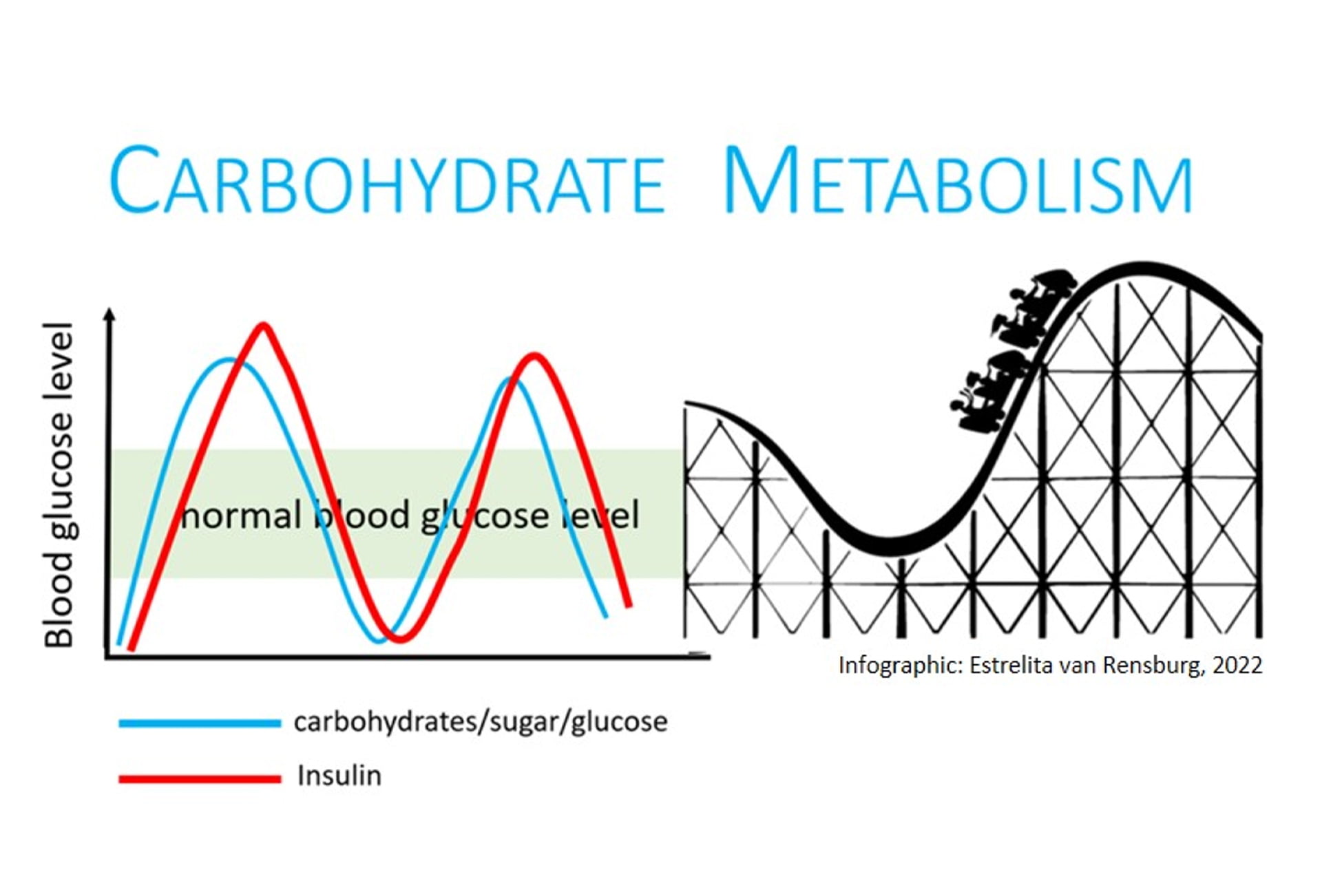 carbohydrate metabolism -carbohydrate-metabolism | Piercefield Oliver